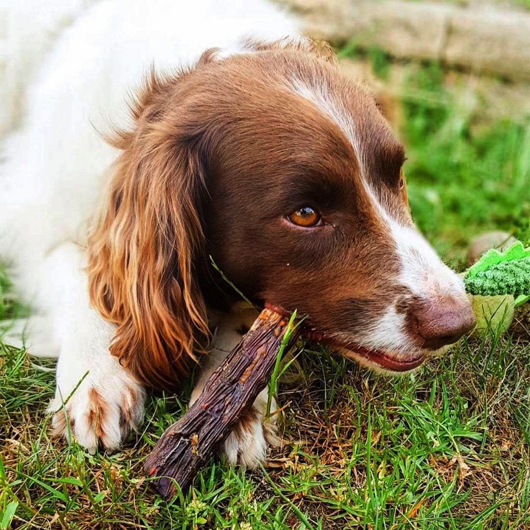 Kangaroo Tail Tip Dog Treats