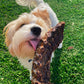 SUBSCRIPTION Kangaroo Back Bone