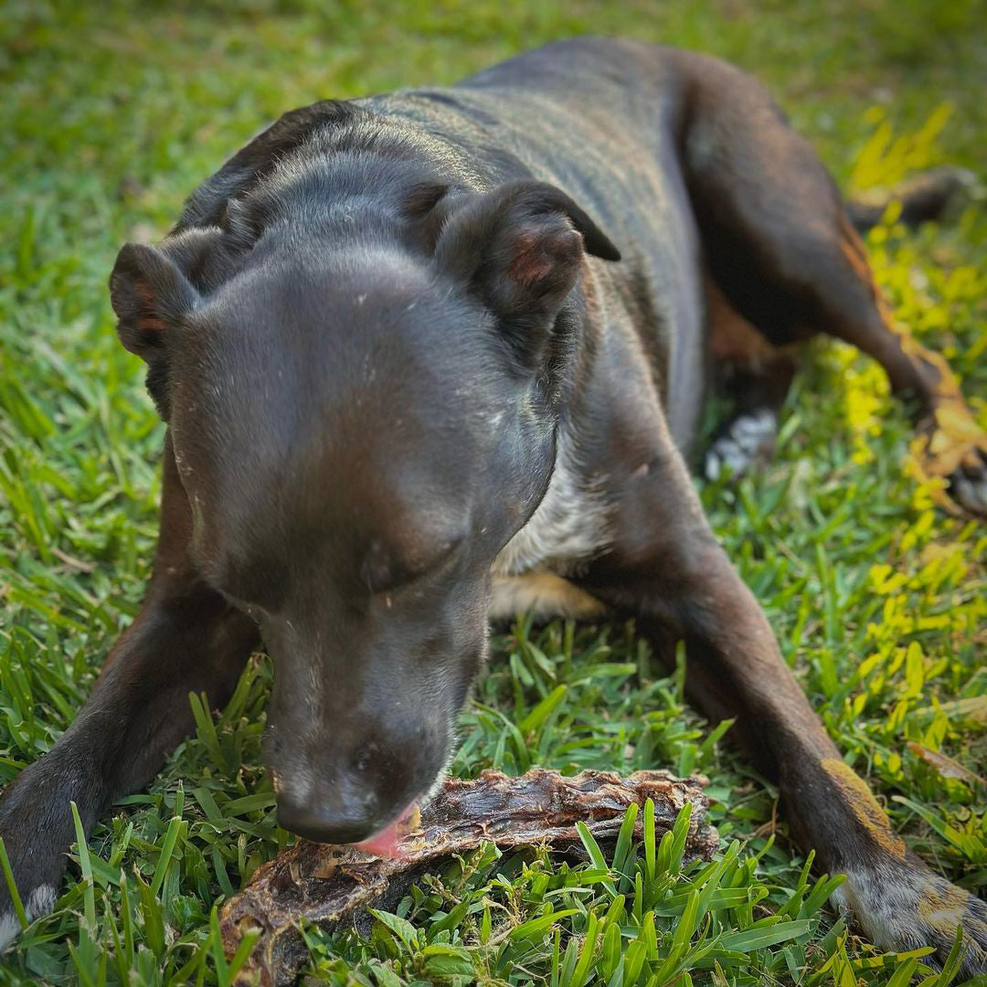 Kangaroo Back Bone Dog Treats