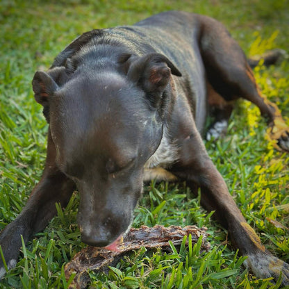 Kangaroo Back Bone Dog Treats
