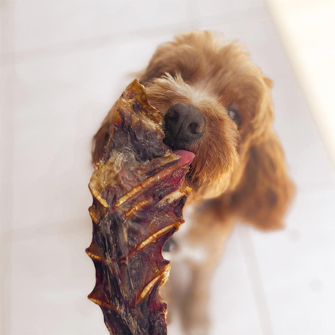 Kangaroo Sternum Bone Dog Treats