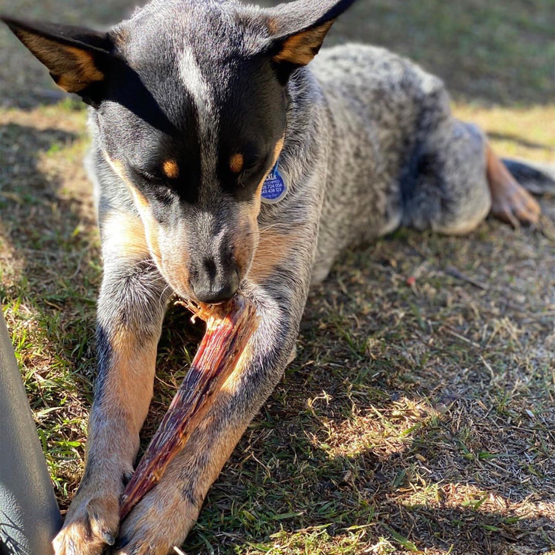 Kangaroo Tail Tip Dog Treats