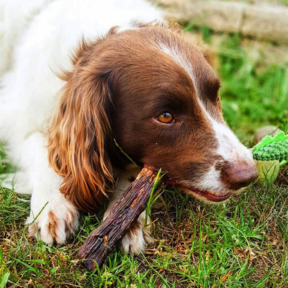 Kangaroo Tail Tip Dog Treats