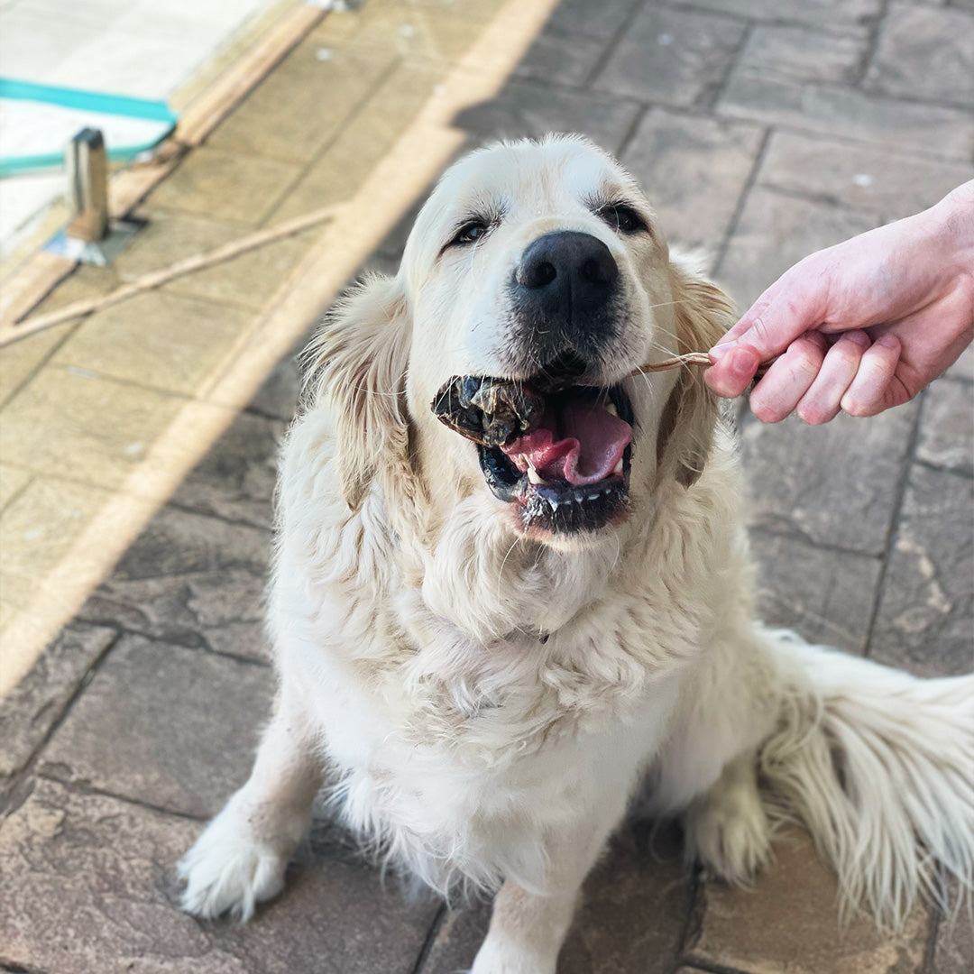 Kangaroo Tendons Dog Treats