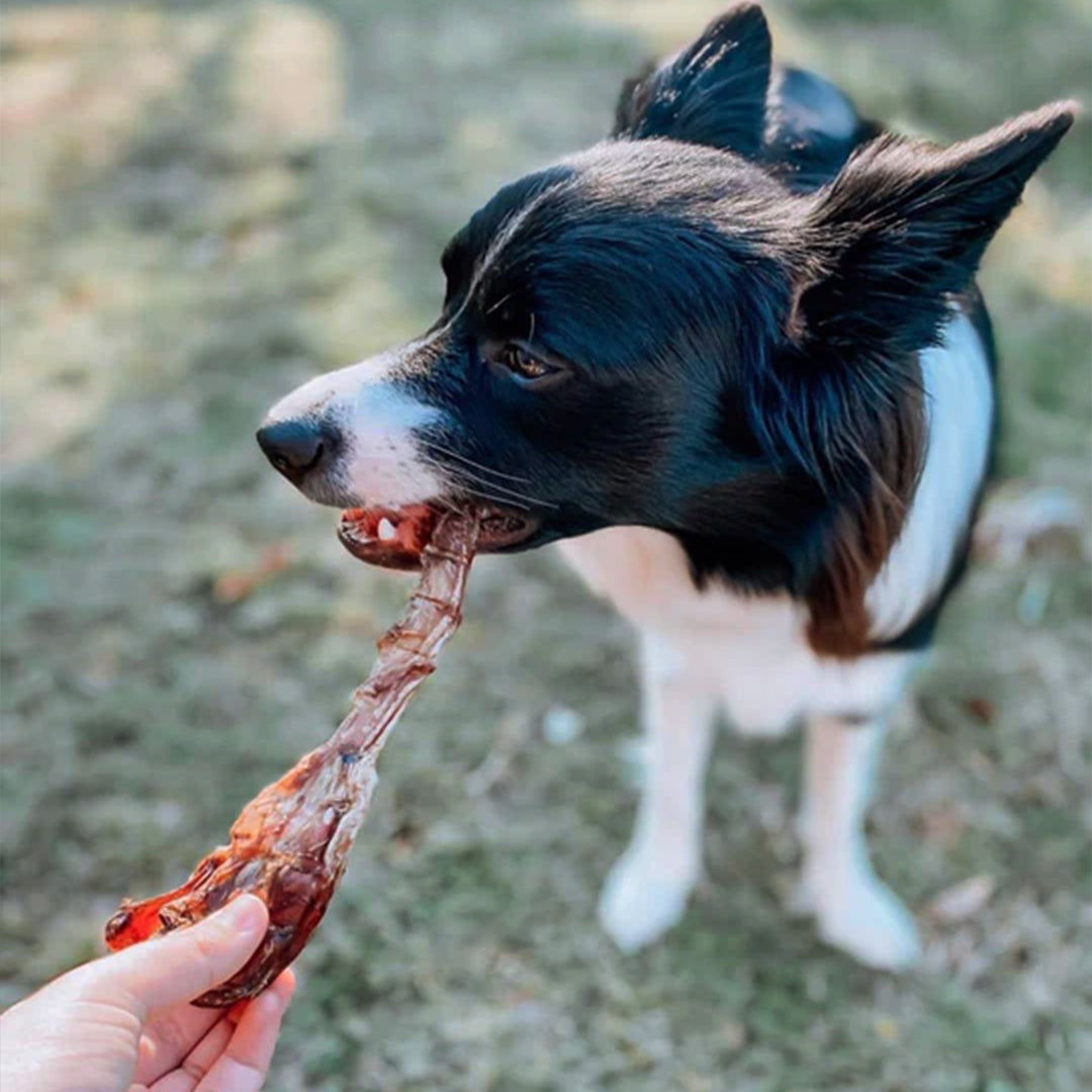 Kangaroo Tendons Dog Treats