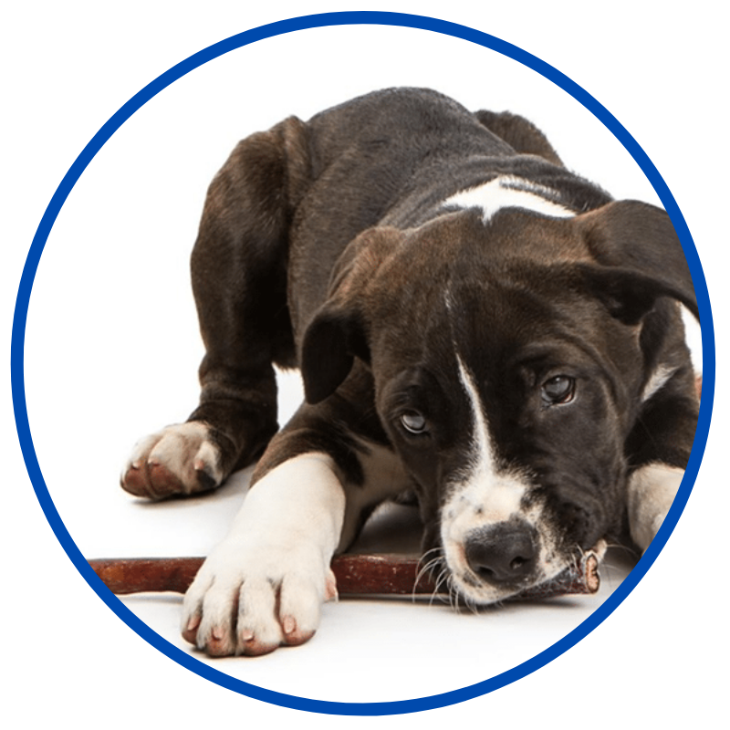 Proformance clearance pet supply